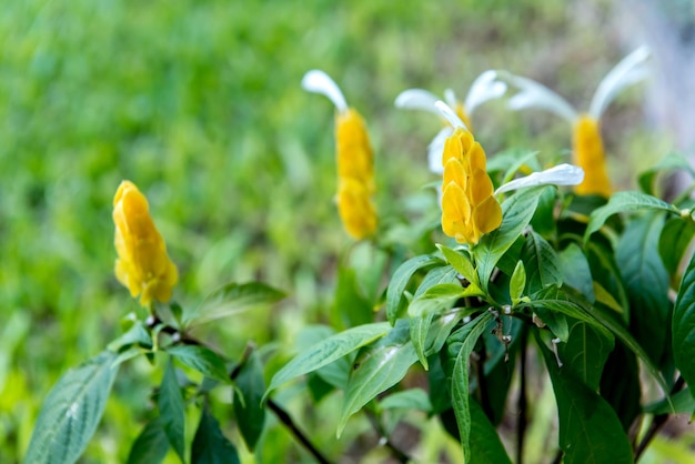 Pachystachys lutea connue sous le nom de plante de crevette dorée ou de plante de sucette en gros plan