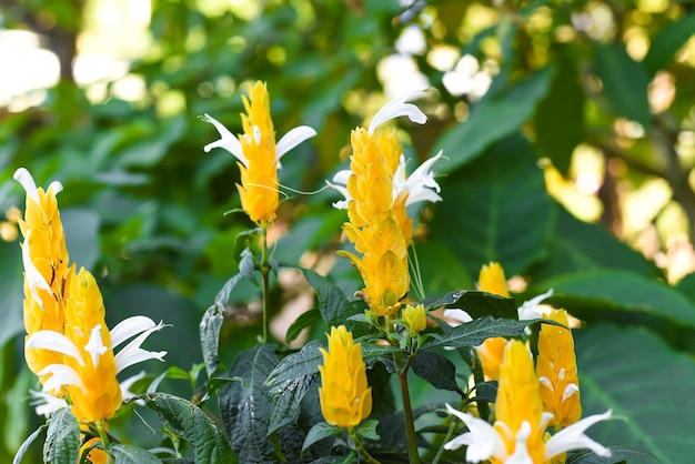 Pachystachys lutea connue sous le nom de plante de crevette dorée ou de plante de sucette