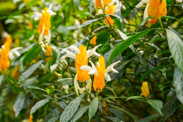 Pachystachys lutea connue sous le nom de plante de crevette dorée ou de plante de sucette