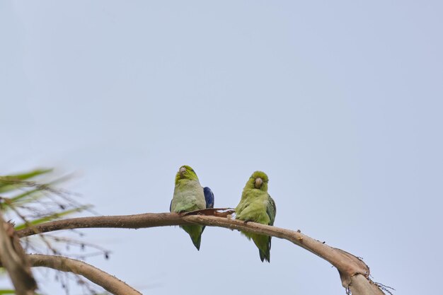 Pacific Parrotlet Forpus coelestis paire perchée sur la branche d'un grand palmier