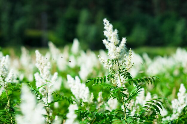 Pack d'abeilles se dirigeant vers l'arrière-plan de la plante hd