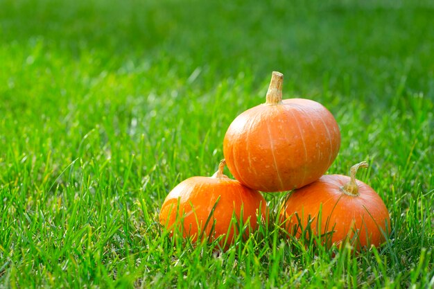 Pack de citrouilles sur l'herbe verte