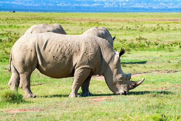 Pack de rhinocéros blancs