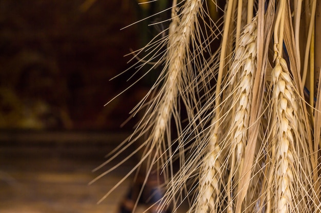 Paddy accrochant du fermier à la campagne en Thaïlande.