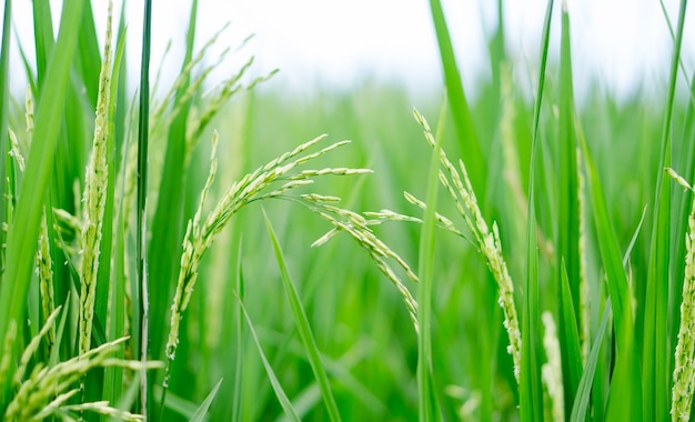 Paddy vert dans la rizière