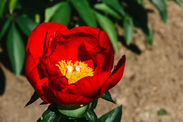 Paeonia lactiflora fleur qui fleurit au printemps Espace de copie Mise au point sélective