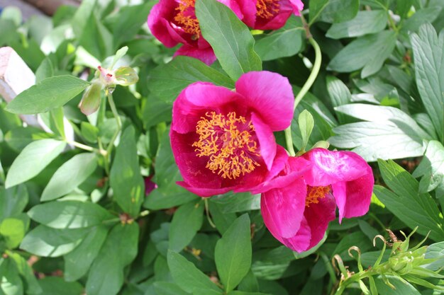 Photo paeonia mascula est une espèce de pionne