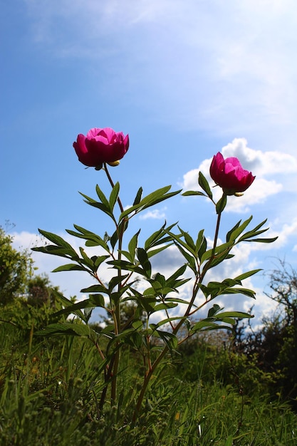 Photo paeonia mascula est une espèce de pionne