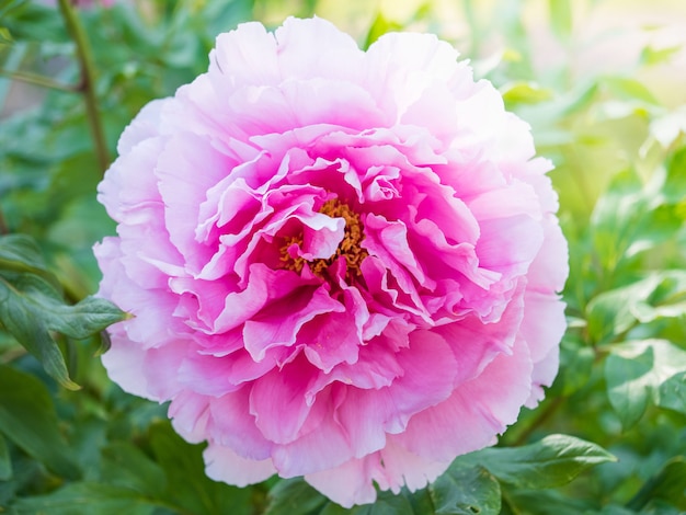 Paeonia shimaneseidai, pivoine fleur close-up par une journée ensoleillée