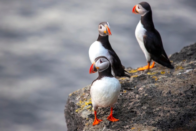 Paffin oiseau assis sur le rocher de l'archipel Heimaey Vestmannaeyjar island Islande