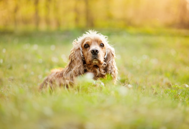 Épagneul anglais de cocker couché sur l'herbe à l'extérieur