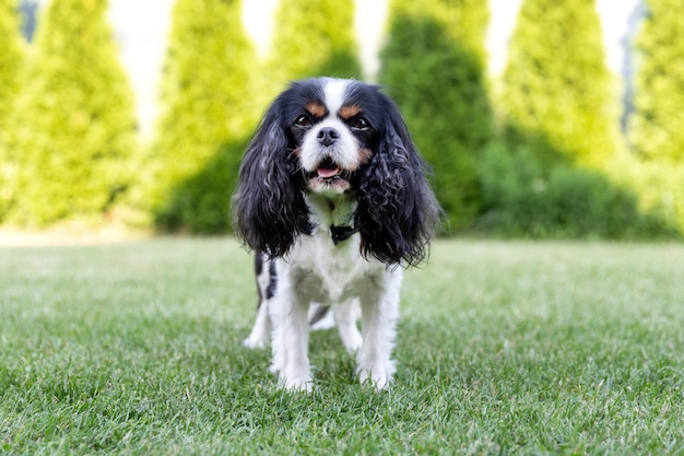 Épagneul cavalier debout sur l'herbe