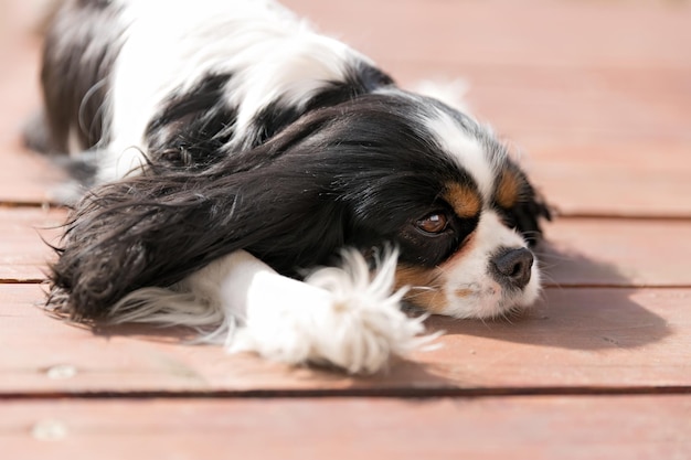 Épagneul cavalier mignon se reposant au soleil