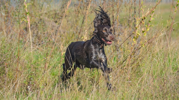 Épagneul en chocolat court après des proies à la chasse