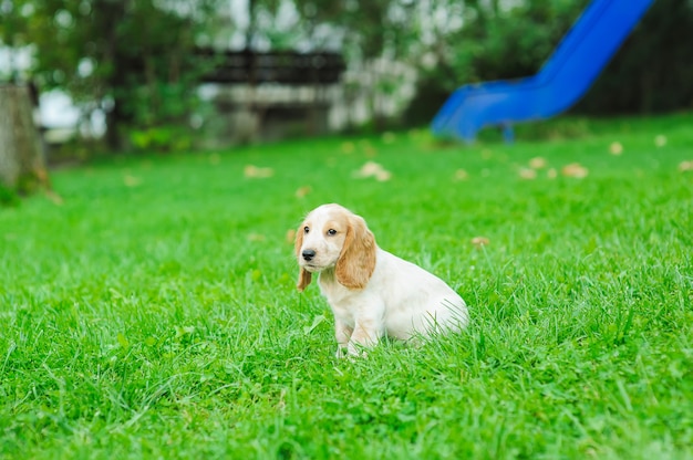 Épagneul Cocker Américain Chiot