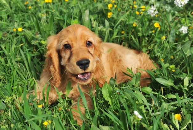 Épagneul cocker chiot