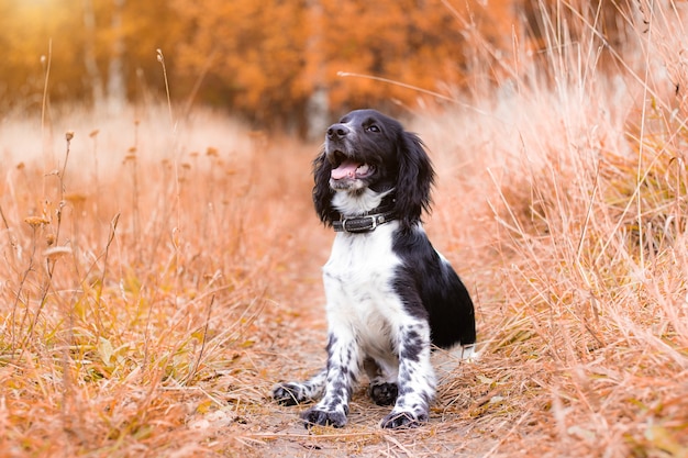 Épagneul à la recherche d'une promenade à l'automne. Chien en promenade à l'automne. Portrait d'automne d'un animal. Chiot. Promener un animal de compagnie. Belle photo avec un chien.