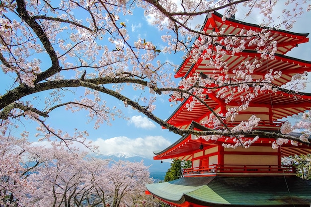 Pagode rouge Chureito à la fleur de cerisier et au mont Fuji. Saison de printemps au Japon