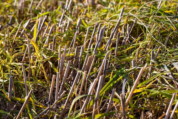 Paille et chaume restant après la récolte des céréales