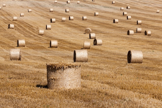 Photo paille dans le champ champ agricole sur lequel récolte de blé récoltée en été