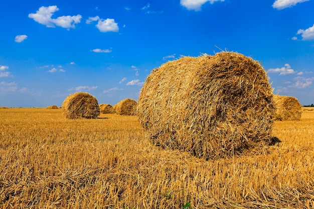 Paille de meules de foin - paille de meules de foin se trouvant dans le champ agricole après la récolte. l'été