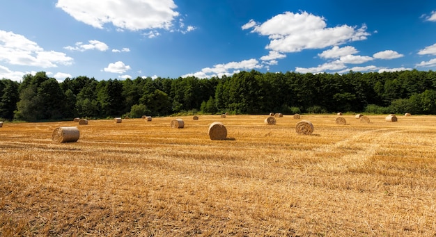 Paille d'or après la récolte de la nature du grain de blé et des activités agricoles en été