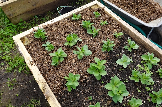 Photo paillis de copeaux de bois dans le jardin potager surélevés lit de bois avec une large culture de haricots