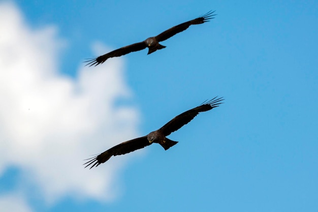 Une paire d'aigles volant dans le ciel bleu...