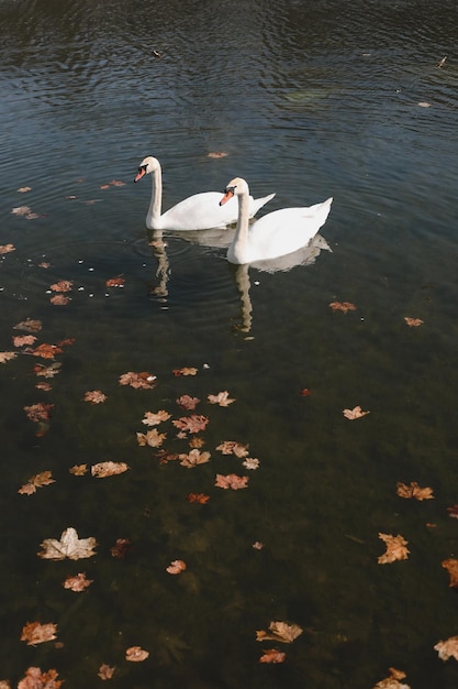 Une paire de beaux cygnes blancs sur l'eau Deux cygnes blancs gracieux nagent dans le lac d'eau sombre