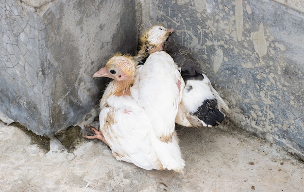 Une paire de bébés pigeons vue rapprochée sur le toit