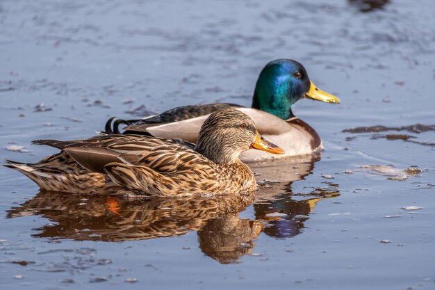 Une paire de canards colverts nage dans un étang