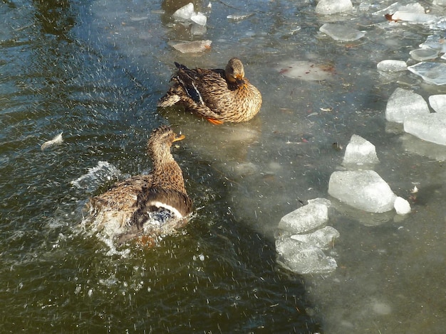 Paire de canards congelés dans l'eau avec de la glace en hiver