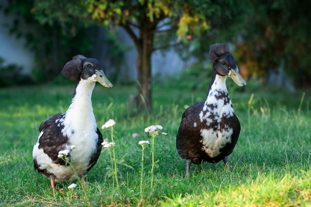 Paire de canards avec crête sur la tête dans un joli jardin verdoyant