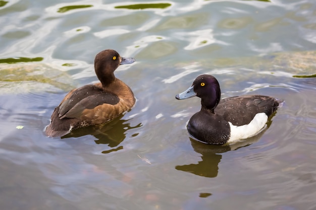 paire de canards tufté canard flottant dans un lac.