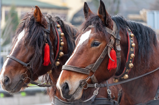 Une paire de chevaux dans un harnais avec des cloches.