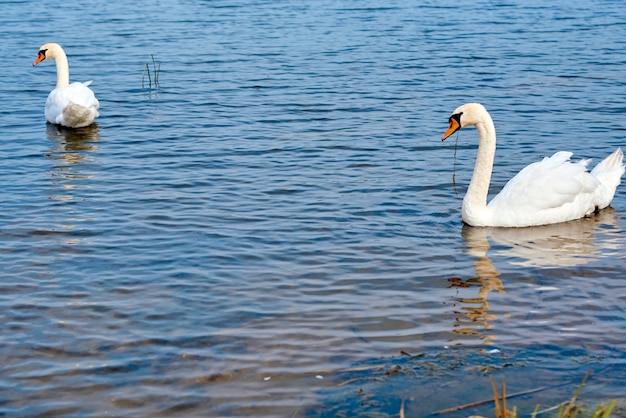 Une paire de cygnes blancs nagent par temps ensoleillé dans un étang