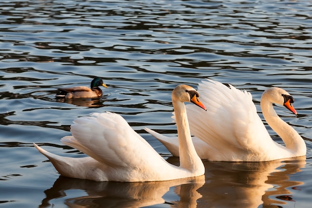 Une paire de cygnes sur le lac