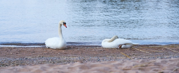 Une paire de cygnes repose sur la rive sablonneuse de la mer Baltique.