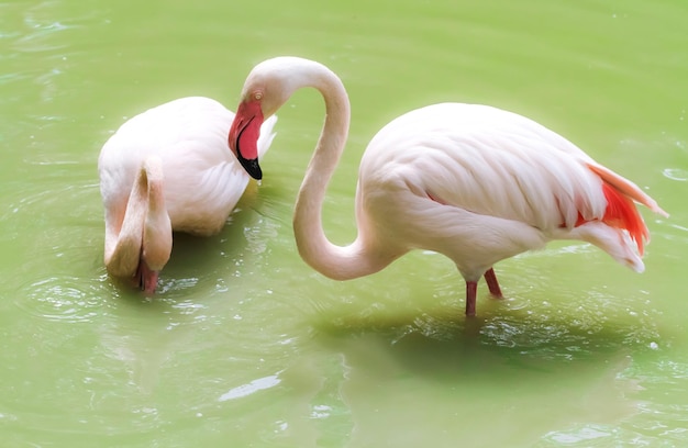 Paire de flamants roses dans l'eau