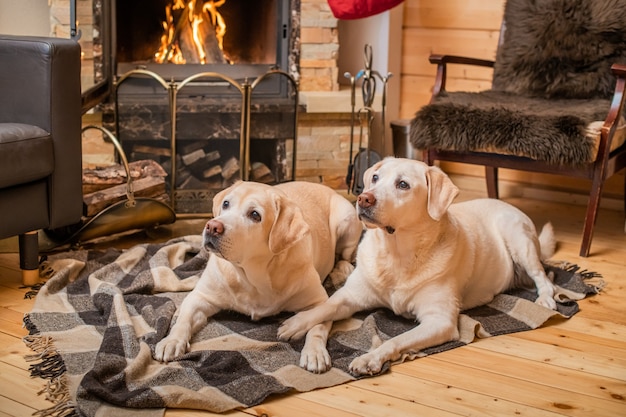 Paire de Golden Retrievers du Labrador se trouvent sur une couverture devant une cheminée de maison de campagne.