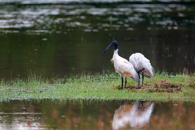 Paire d'ibis à tête noire sauvage ou threskiornis melanocephalus