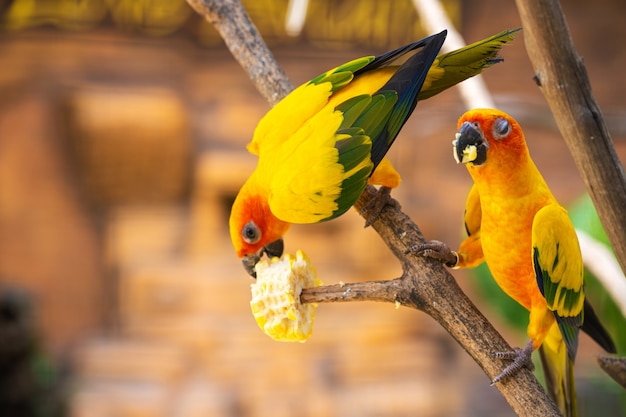Paire d'inséparable un perroquet orange vif mangeant du maïs. Observation des oiseaux
