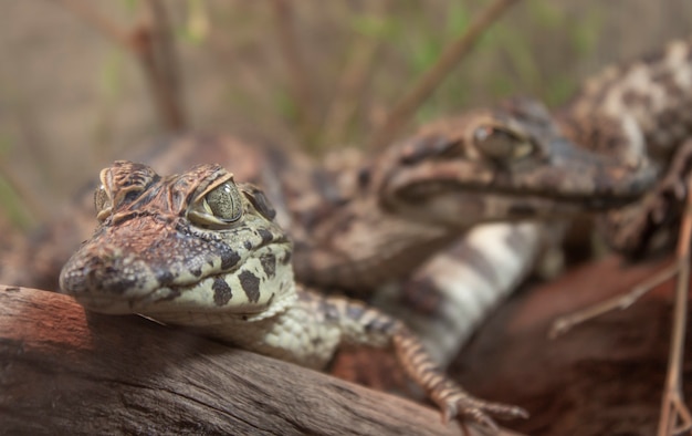 Paire de jeunes alligators portant sur un tronc en bois