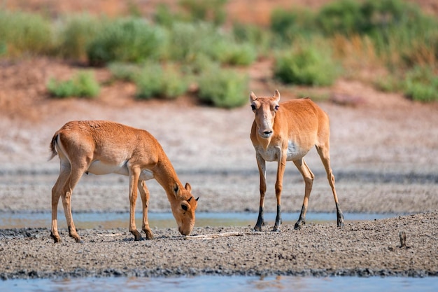 Paire de jeunes antilopes saïga ou saïga tatarica marchent dans la steppe