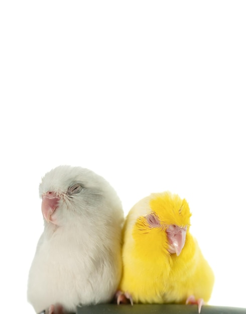 Paire de minuscule perruche perroquet blanc et jaune Forpus oiseau fond d'isolement blanc de couchage