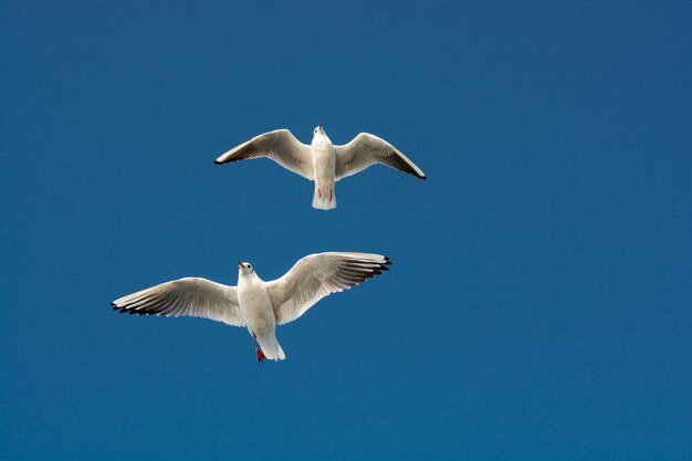 Paire de mouettes volant dans le ciel