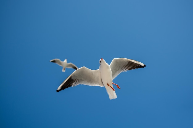 Paire de mouettes volant dans le ciel