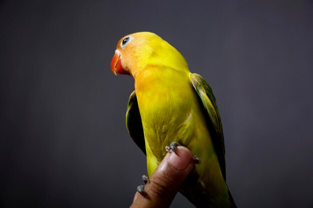 une paire d'oiseaux d'amour dans la cage à oiseaux trois oiseaux d'amour dans une cage en métal blanc suspendu