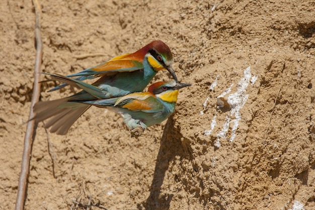 Paire d'oiseaux guêpiers européens mignons avec des plumes colorées