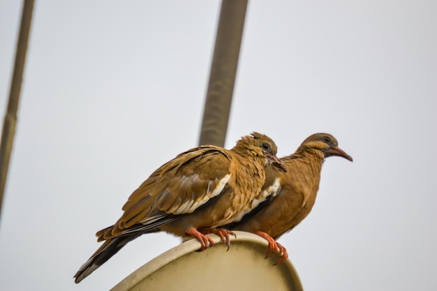 Une paire de pigeons Cuculi posant ensemble dans la tranquillité Sensation de paix et de tranquillité